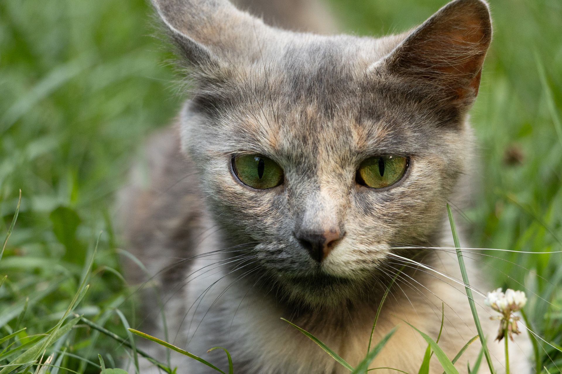 1000012197